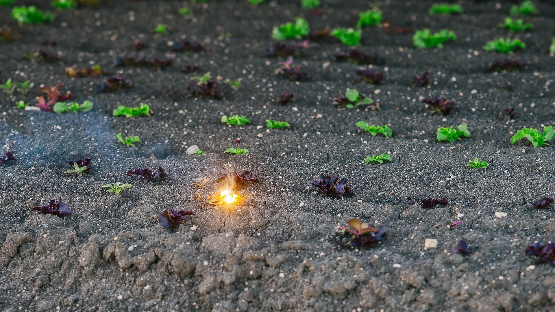 Ακρίβεια χιλιοστού: Πώς το νέο AI μοντέλο υπόσχεται το οριστικό τέλος των χημικών ζιζανιοκτόνων