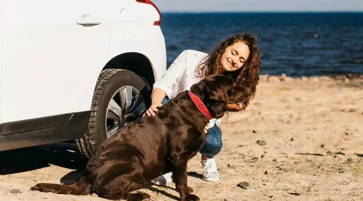 SATELLAI Collar και Collar Go: Η απόλυτη λύση για την ασφάλεια των σκύλων