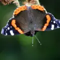 Πως να φτιάξεις την ανάλυση και να μεγεθύνεις τις παλιές σου φωτογραφίες με AI